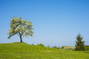 Bl&uuml;hender Obstbaum mit blauem Himmel