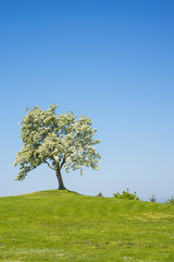 Fototapeta na wymiar Blühender Obstbaum mit blauem Himmel