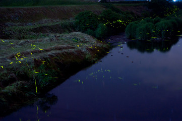 蛍の乱舞