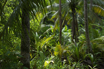 Lush Tropical Jungle Rainforest Background - obrazy, fototapety, plakaty