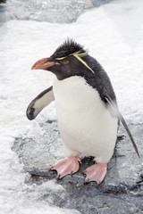 Rockhopper penguin standing on snow