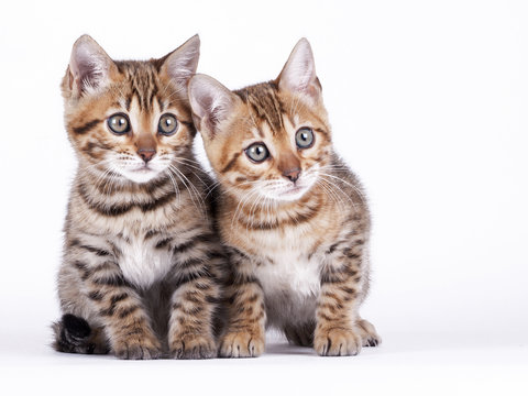 2 Bengal kittens, 2 months old, in front of white background