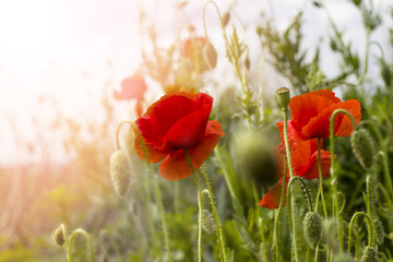Obraz premium Poppies in the meadow