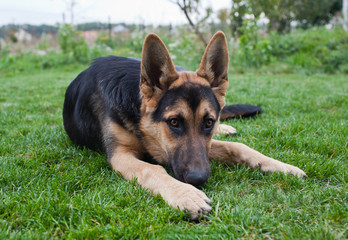 German Shepherd