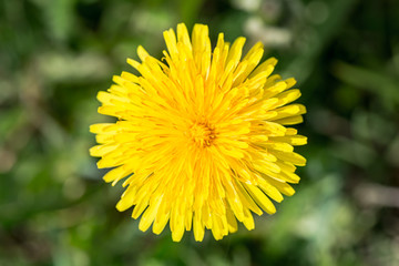 Yellow dandelion from above