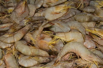 Fresh Prawns (Shrimps)