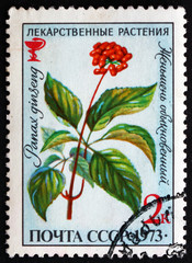 Postage stamp Russia 1973 Ginseng, Medicinal Plant