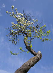 spring. blooming apple trees