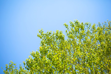 Summer fresh green leaves and blue sky