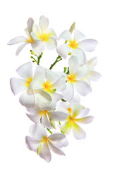 Fototapeta na wymiar close up white frangipani petal flowers bouquet with fresh wate