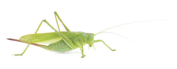 Locust