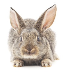 Obraz premium Rabbit