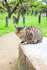 Japanese cat in the garden