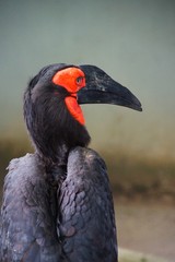 Südlicher Hornrabe