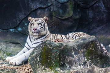 Obraz premium White Tiger on a Rock