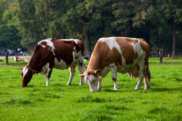 Fototapeta na wymiar Cows on meadow