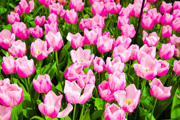 Fototapeta premium Tulips