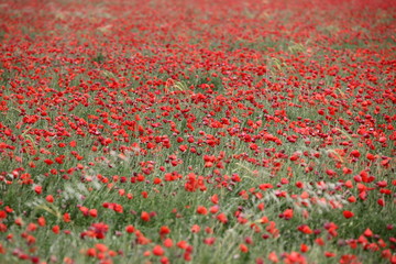 red poppy field