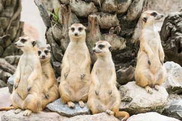 Meerkat or Suricate flock (Suricata suricatta)