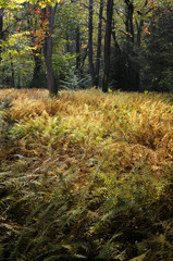 Ferns in Fall Colors