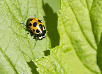 Божья коровка приметная  (Hippodamia notata )