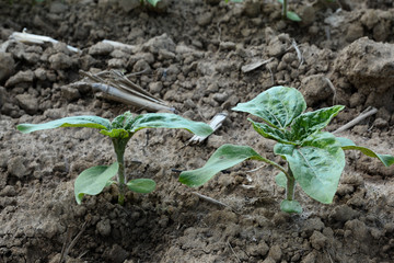 Plantes de tournesol avant la floraison