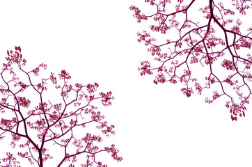 leaf isolated on white background