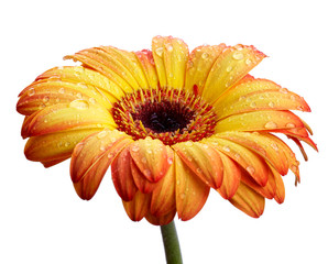 Beautiful spring flower