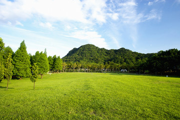 The image of beautiful forest in Asia