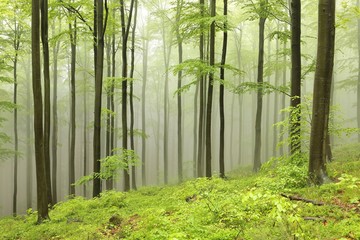 Spring beech forest in foggy weather, Poland