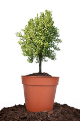 Blooming tree growing in pot isolated