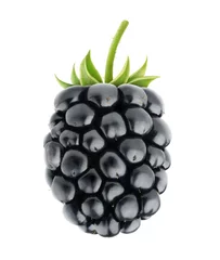 Gordijnen Isolated berry. One fresh blackberry fruit with stem isolated on white background © ChaoticDesignStudio