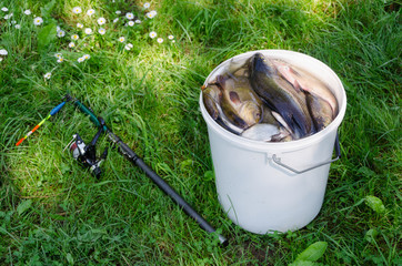 big white bucket many fish and rod lying in grass