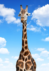 Giraffe on blue sky © vencav