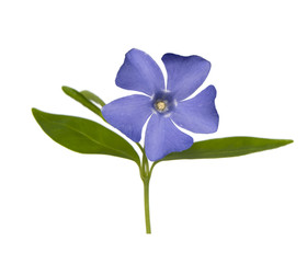 Fototapeta premium Blue flower