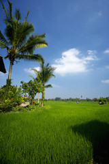 Obraz premium The image of holidays