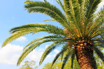 Crédence de cuisine en plexiglas Palmier palmier