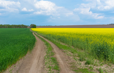 Fototapeta na wymiar Spring landscape with farm fields in central Ukraine