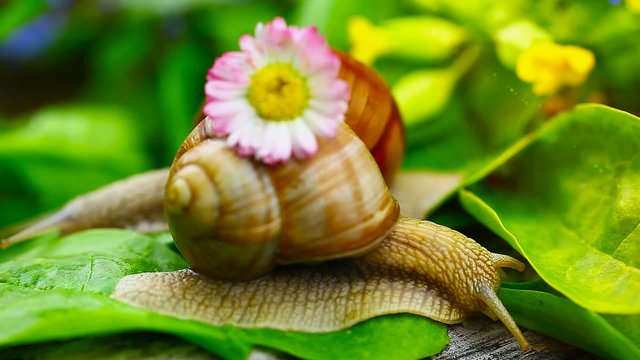 Snails near green leaves and meadow flowers episode 8