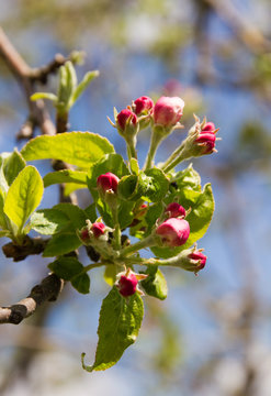 flor de manzano en discordia