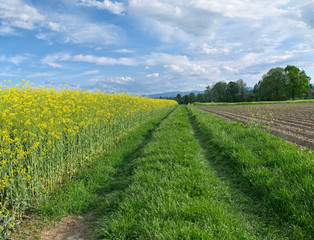 Fototapeta na wymiar Country road - agriculture landscape.