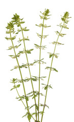 Cruciata glabra