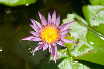 Pink lotus on green background
