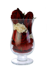 róże © fotodrobik