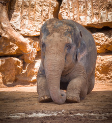 Elephant sitting