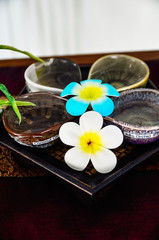 Fototapeta premium Plumeria flower for tropical spa concept essential oil