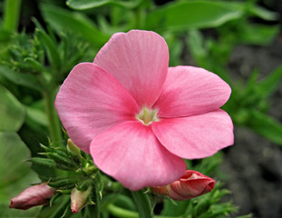 Pink phlox flower. Close up