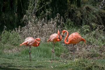 Three flamingos