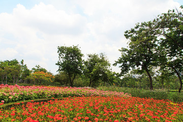 Fototapeta premium Garden