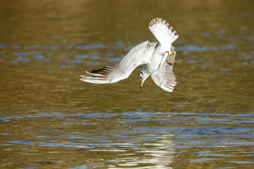 gull hunting